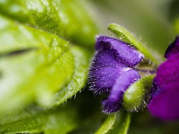 Close-up of purple flowering plant