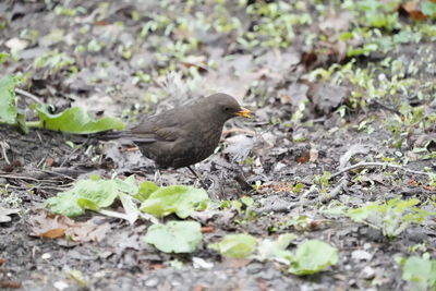 High angle view of bird perching on a field