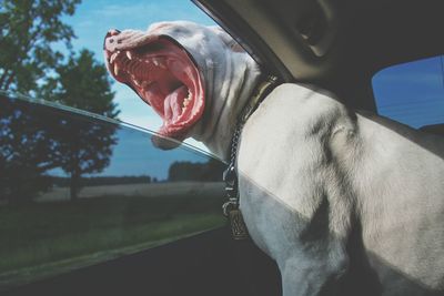 Close-up of dog in car