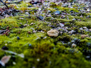 Close-up of grass and water