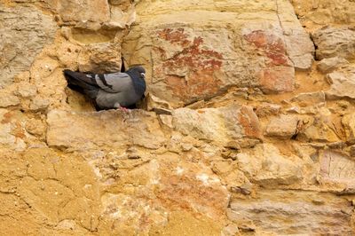 Close-up of bird perching on rock