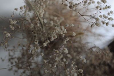 Close-up of white flowering plant