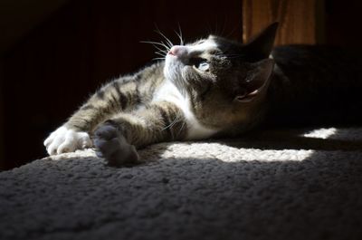 Close-up of a cat resting