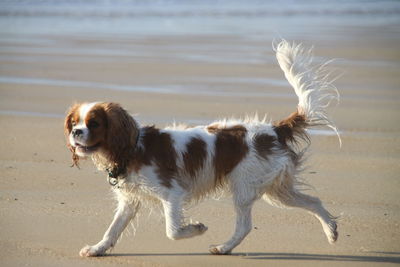 Cavalier king charles spaniel dog on the beach 
