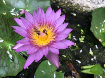 Close-up of bee pollinating flower