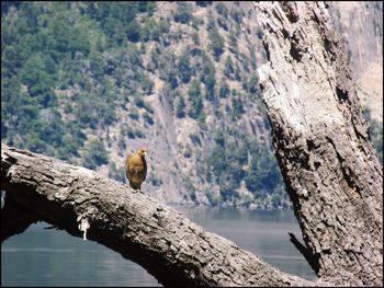 Close-up of bird perching on tree trunk