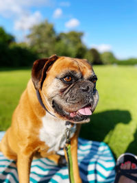 Dog looking away on field