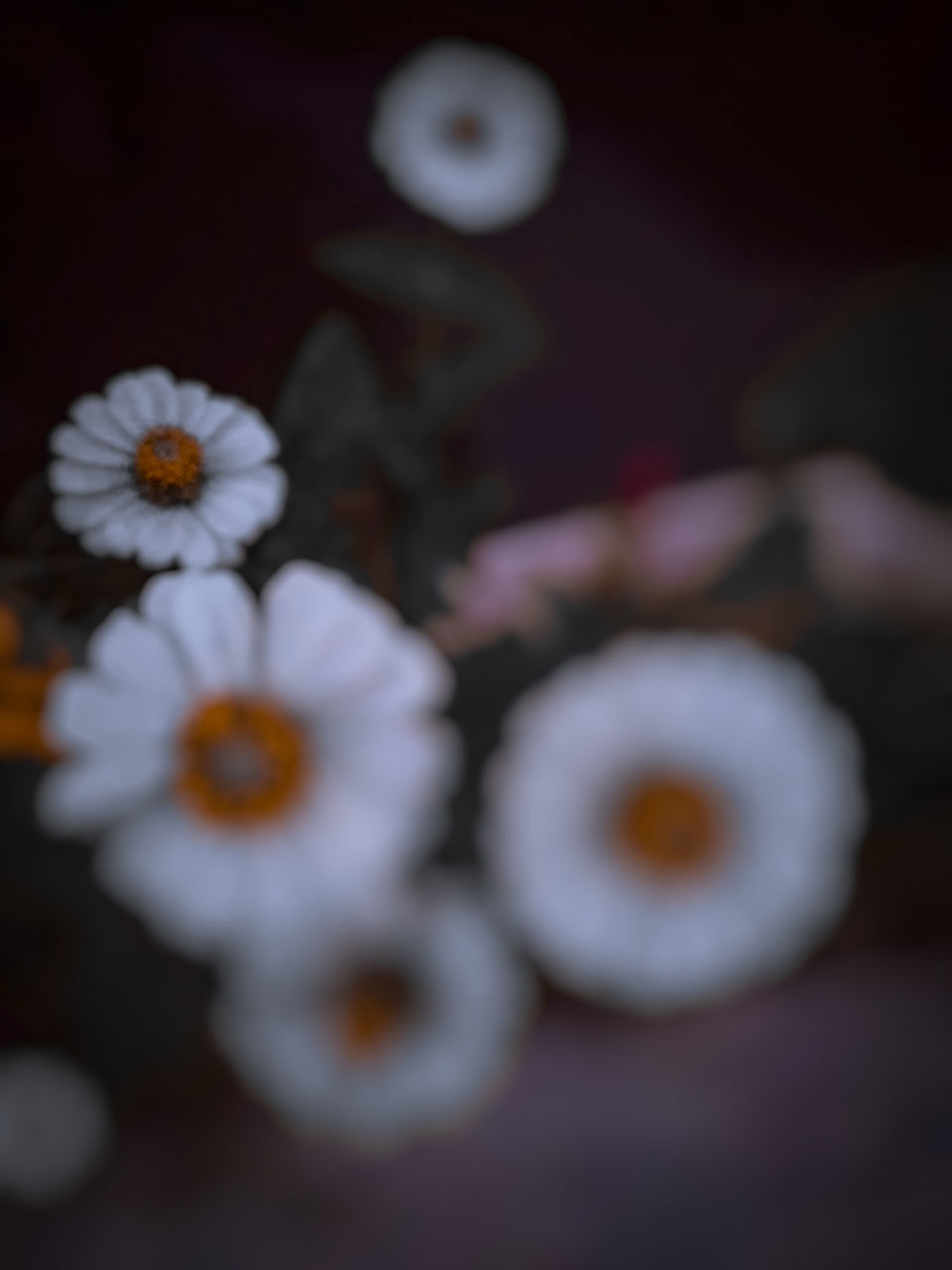 HIGH ANGLE VIEW OF WHITE FLOWERING ON TABLE