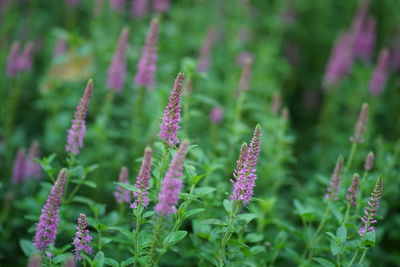 Close-up of purple flowering plants on field