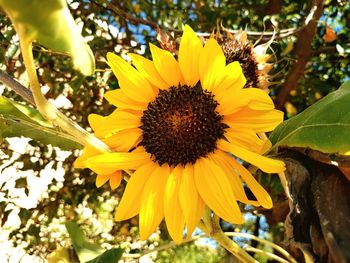 Close-up of sunflower