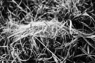 Close-up of snow on plants