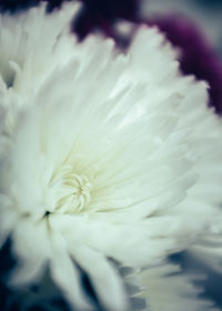 Close-up of white flowers