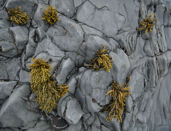 High angle view of dried plant on rock
