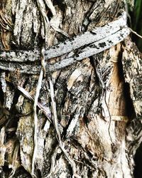 Close-up of tree trunk in forest