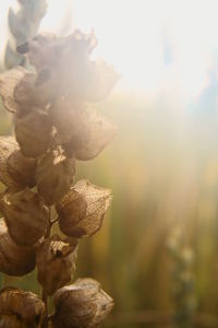 Close-up of plant