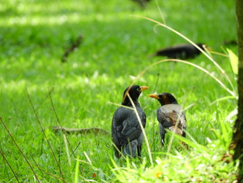 View of a bird on field