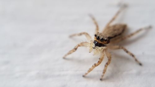 Close-up of spider