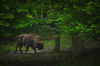 View of giraffe in forest