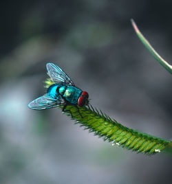 Close-up of insect on leaf