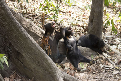 Monkey on tree trunk