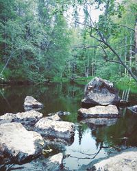 Scenic view of river in forest