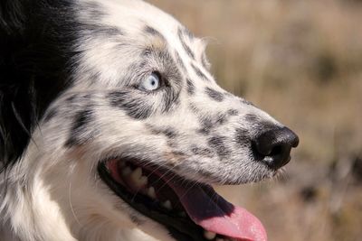 Close-up of a dog looking away