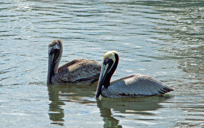 Swan swimming in lake