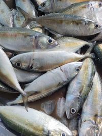 Full frame shot of fish for sale at market