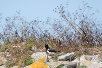 Close-up of bird perching on rock