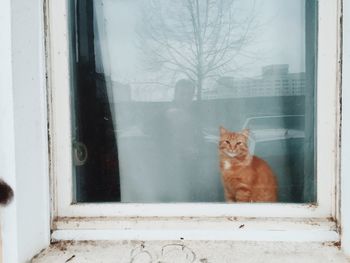 Cat looking through window