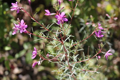 Close-up of pink flowers blooming outdoors