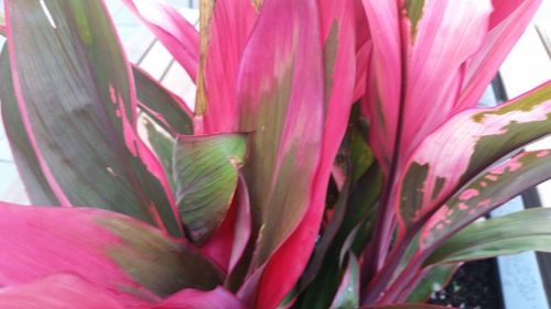 Close-up of pink flowers