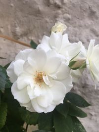 Close-up of white flowers