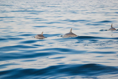 Dolphin swimming in sea