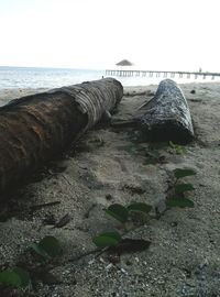 Close-up of snake on beach