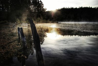 Scenic view of lake in forest