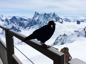 Crow perching on railing against snow covered mountain against sky