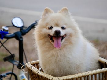 Close-up of dog, lovely dog is smiling 