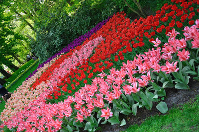 Close-up of pink flowering plants in garden