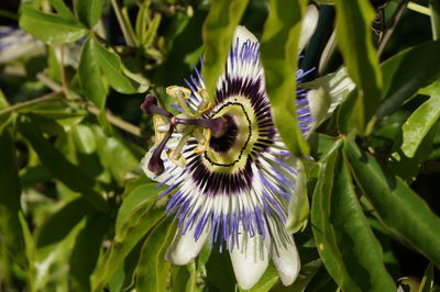 Close-up of passion flower on plant