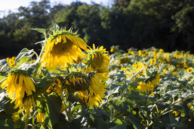 Close-up of yellow flowering plant