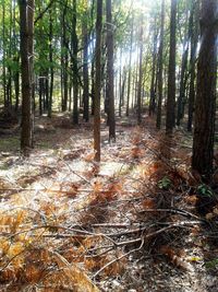 Trees in forest