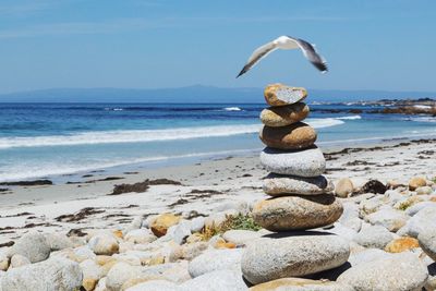 Bird on rock at beach against sky