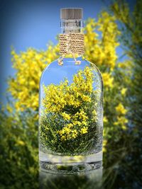 Close-up of beer glass bottle