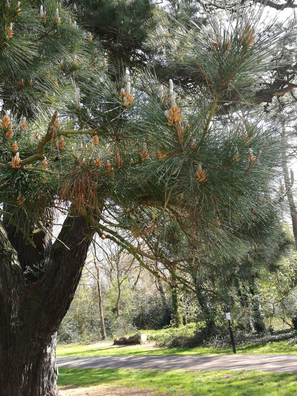 CLOSE-UP OF TREE