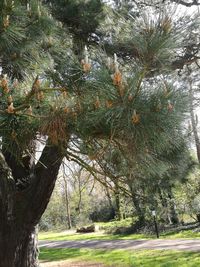 Close-up of tree against sky