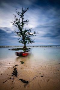 Tree on beach against sky