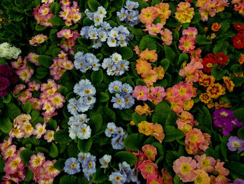 Full frame shot of multi colored flowers blooming outdoors