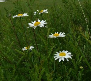 Close-up of white daisy flowers on field