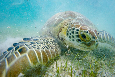 Sea turtle swimming at ocean floor